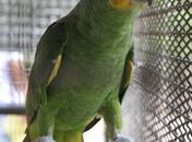 Cepram aprova resolução sobre animais silvestres apreendidos ou resgatados