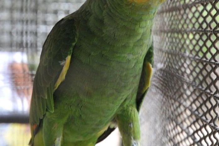 Cepram aprova resolução sobre animais silvestres apreendidos ou resgatados
