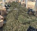 PF cumpre mandados em AL, BA e PE contra grupo que cultivava maconha e bloqueia R$ 50 mi