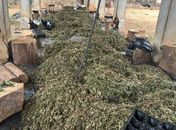 PF cumpre mandados em AL, BA e PE contra grupo que cultivava maconha e bloqueia R$ 50 mi