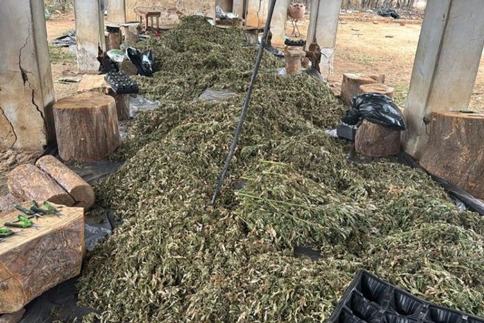 PF cumpre mandados em AL, BA e PE contra grupo que cultivava maconha e bloqueia R$ 50 mi