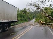BR-316 é liberada após interdição por queda de árvore, em Satuba