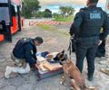 Cão farejador intercepta 31 kg de maconha vindo de Santa Catarina com destino a Maceió