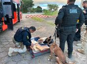 Cão farejador intercepta 31 kg de maconha vindo de Santa Catarina com destino a Maceió