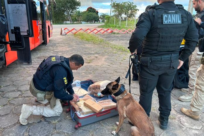 Cão farejador intercepta 31 kg de maconha vindo de Santa Catarina com destino a Maceió