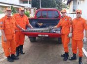 Bombeiros capturam jacaré dentro de residência em Maragogi