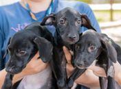 Feira de Adoção acontece neste fim de semana na Ponta Verde