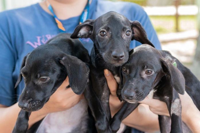 Feira de Adoção acontece neste fim de semana na Ponta Verde