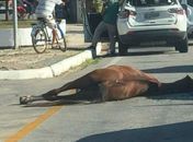 Animal solto fica ferido ao colidir com traseira de veículo na Ladeira Geraldo Melo, em Maceió