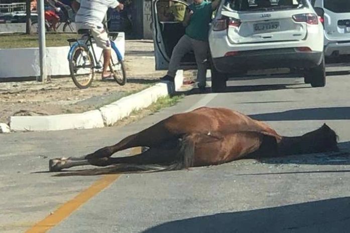 Animal solto fica ferido ao colidir com traseira de veículo na Ladeira Geraldo Melo, em Maceió