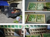 MP/AL divulga condenação de líder de esquema nacional de tráfico de aves silvestres