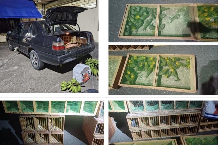 MP/AL divulga condenação de líder de esquema nacional de tráfico de aves silvestres