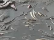 Rio é atingido por melaço de tanque de usina que explodiu e centenas de peixes morrem