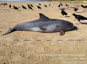 Golfinho é encontrado morto em praia no litoral sul de AL