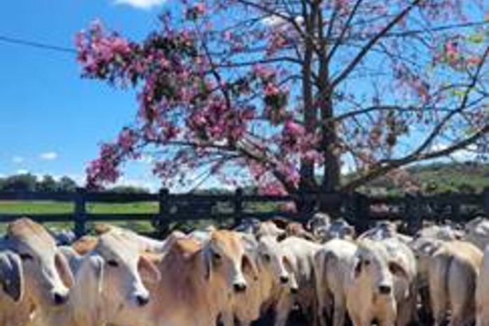 Casa Branca Agropastoril promove 20ª Prova de Desempenho de touros Jovens Angus, Brahman e Ultrablack