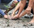 Projeto de preservação dos manguezais de Alagoas vira finalista de prêmio nacional de sustentabilidade