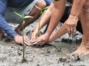 Projeto de preservação dos manguezais de Alagoas vira finalista de prêmio nacional de sustentabilidade