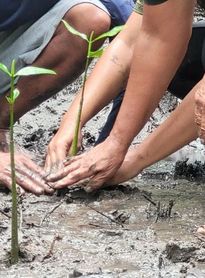 Projeto de preservação dos manguezais de Alagoas vira finalista de prêmio nacional de sustentabilidade