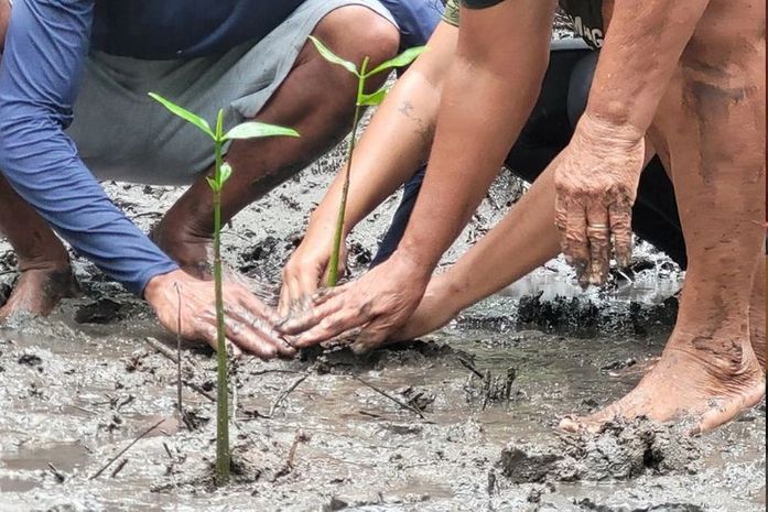 Projeto de preservação dos manguezais de Alagoas vira finalista de prêmio nacional de sustentabilidade