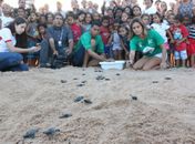 Tartarugas iniciam período de desova em praia de Maceió