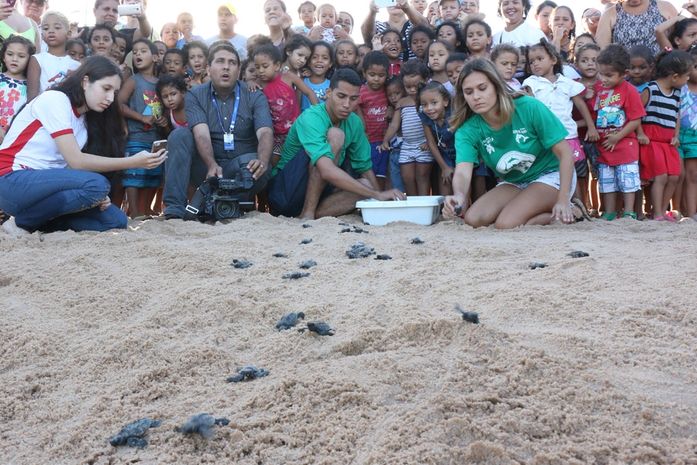 Tartarugas iniciam período de desova em praia de Maceió