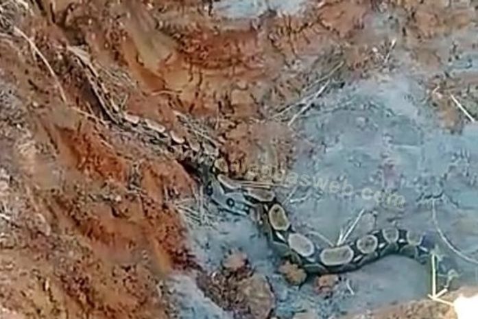 Jiboia encontrada em Teotônio Vilela