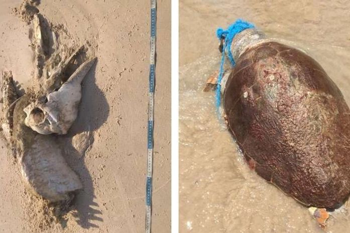 Carcaça de golfinho e tartaruga encontrada morta