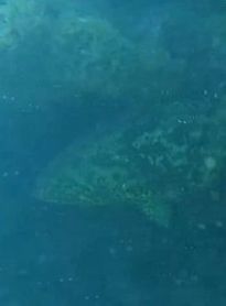 Mero, espécie criticamente ameaçada, é flagrado em mergulho científico no litoral sul de Alagoas