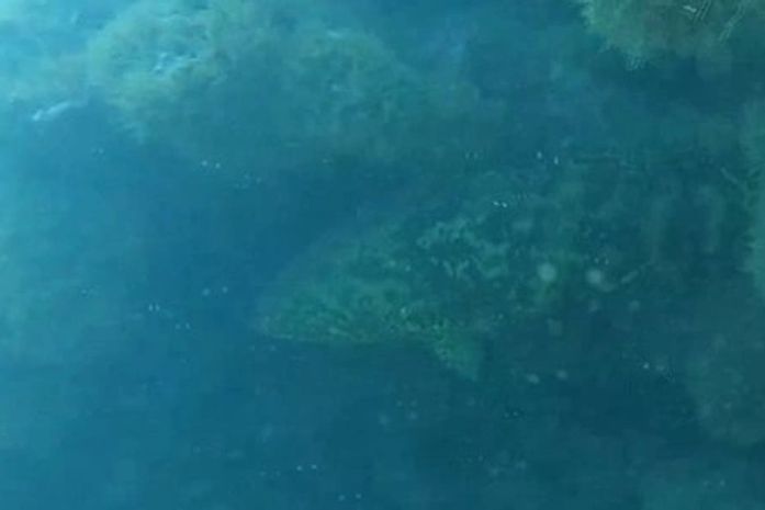 Mero, espécie criticamente ameaçada, é flagrado em mergulho científico no litoral sul de Alagoas