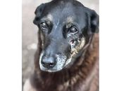 Caso Orelha: o que se sabe sobre até agora sobre a morte do cão em SC
