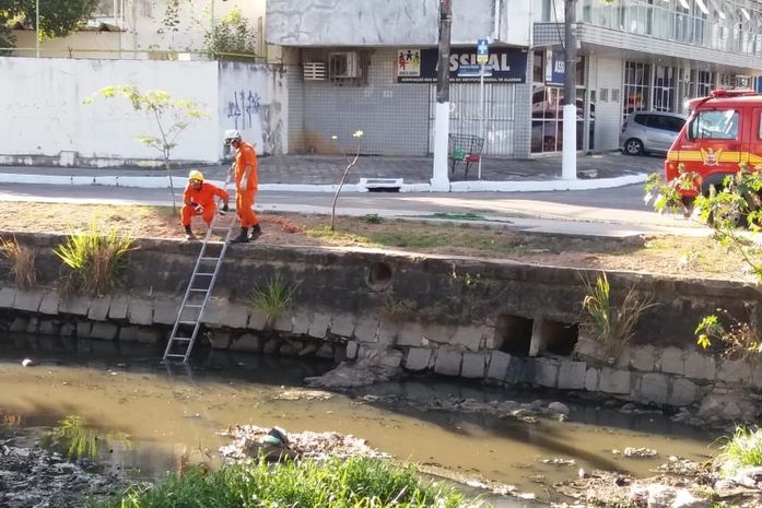 Cachorro ilhado em Riacho Salgadinho é resgatado por bombeiros