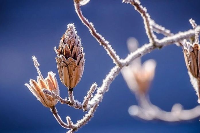 Esta é uma ácida crônica social. É pra dizer que, Maria da SAMU, morreu.