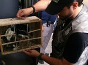 FPI do São Francisco recolheu animais mantidos em cativeiro