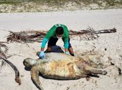 Duas tartarugas são encontradas mortas em praias no litoral sul de Alagoas