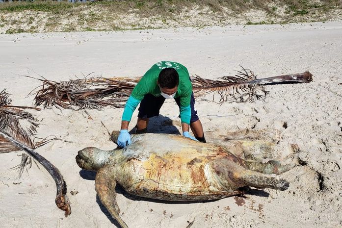 Duas tartarugas são encontradas mortas em praias no litoral sul de Alagoas