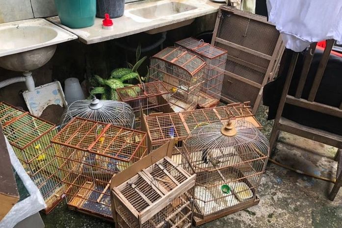 Gaiolas onde aves eram mantidas
