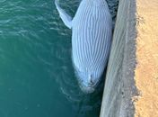 Filhote de baleia jubarte é encontrado morto, no Porto de Maceió