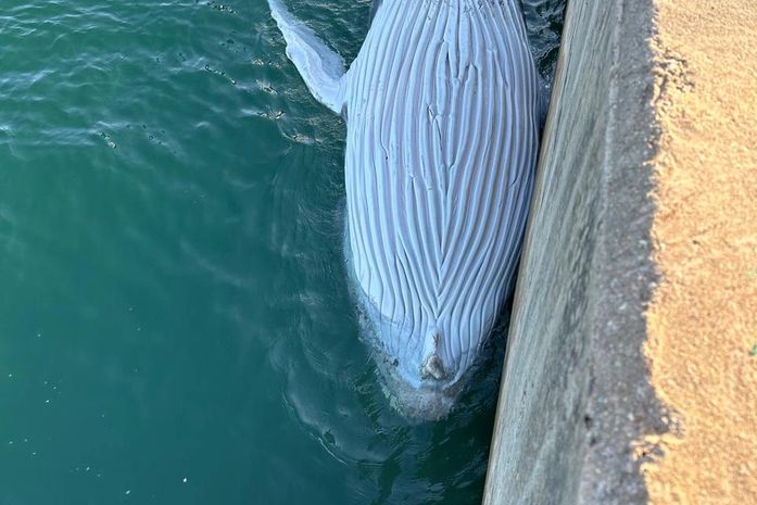 Filhote de baleia jubarte é encontrado morto, no Porto de Maceió