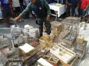Polícia Ambiental flagra venda de animais silvestres em feira livre