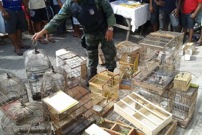 Polícia Ambiental flagra venda de animais silvestres em feira livre