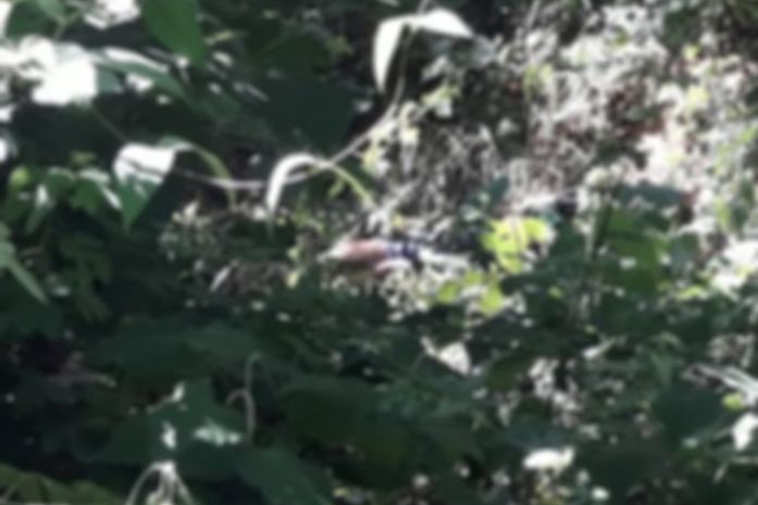 População chamou a polícia após ouvir disparos de arma de fogo.