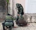 Capivara ferida após ataque de cães é resgatada no bairro do Pinheiro, em Maceió