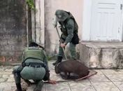 Capivara ferida após ataque de cães é resgatada no bairro do Pinheiro, em Maceió