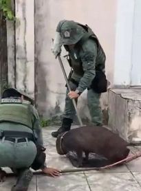 Capivara ferida após ataque de cães é resgatada no bairro do Pinheiro, em Maceió