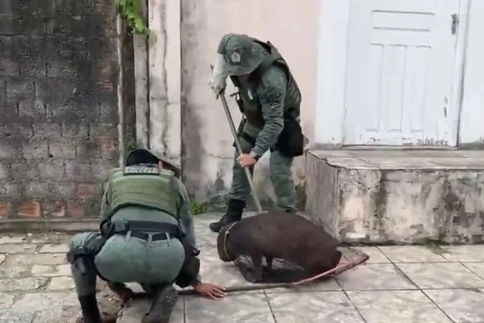 Capivara ferida após ataque de cães é resgatada no bairro do Pinheiro, em Maceió
