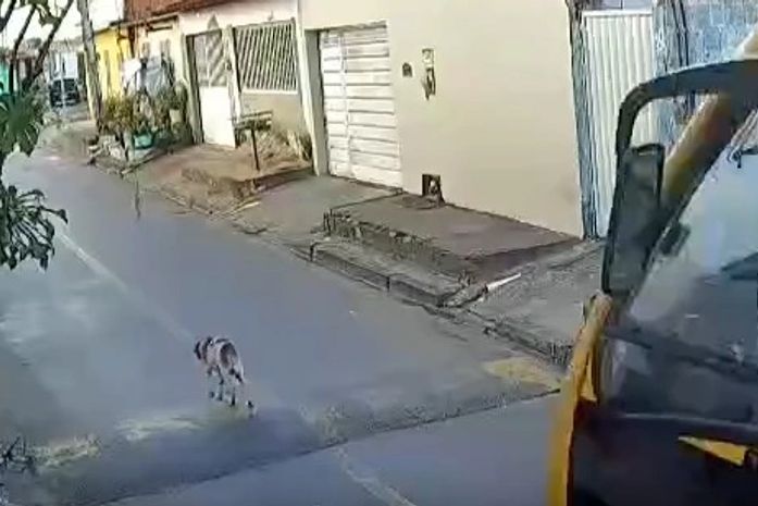 Cachorro é atropelado por ônibus escolar em Marechal Deodoro; veja o vídeo