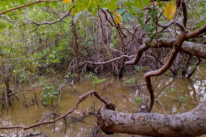 Do manguezal ao impacto: a trajetória de um negócio que une conservação, renda e transformação social em Alagoas