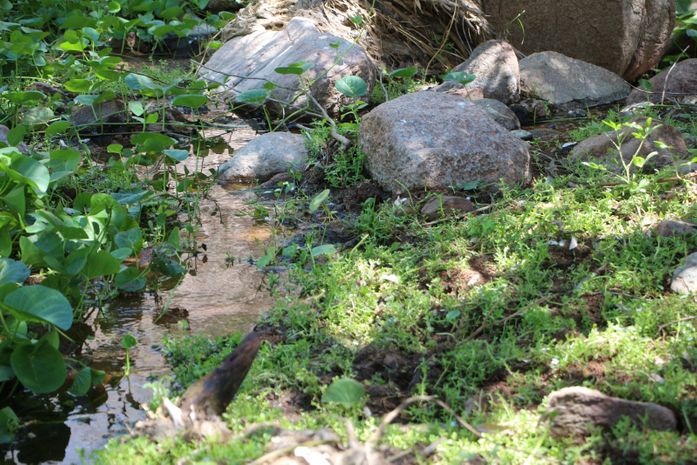 FPI descobre despejo de esgoto dentro de Parque ecológico em Piranhas