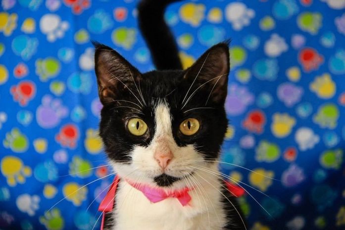 Feira de Adoção da Prefeitura de Maceió leva cães e gatos para Rua Aberta no domingo (24)