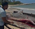 Pescadores afirmam ter capturado tubarão-tigre em praia de Coruripe